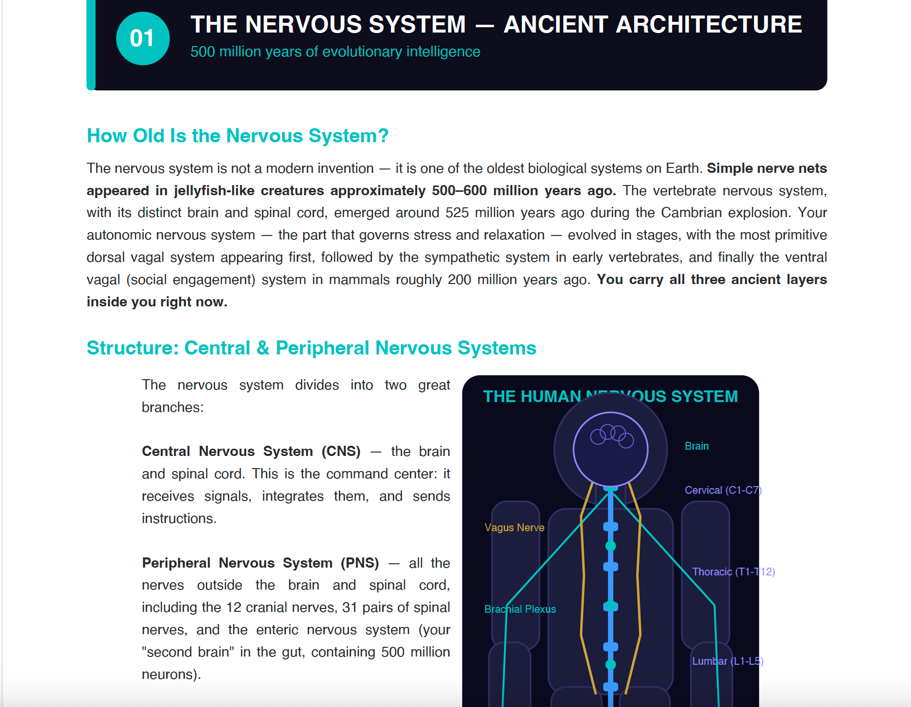 How To Master Your Nervous System Master PDF